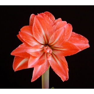 Hipeastrum - Amarylis - Lady Jane