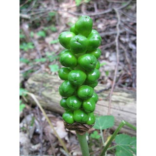 Obrazek włoski - Arum italicum - 5 szt.