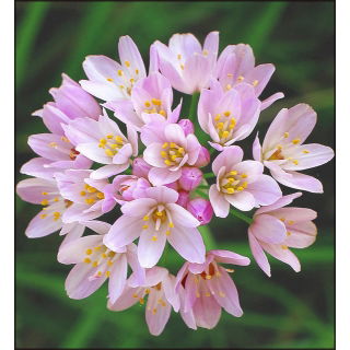 Czosnek różowy - Allium roseum - 20 szt.