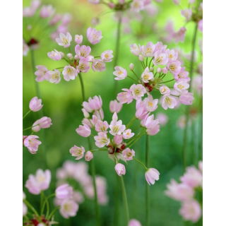 Czosnek różowy - Allium roseum - 20 szt.