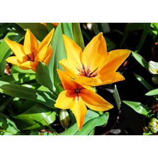 Tulipan Praestans Shogun