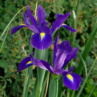 Irys holenderski - Purple Sensation - 10 szt.