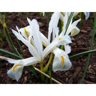 Irys żyłkowany - White - 10 szt.
