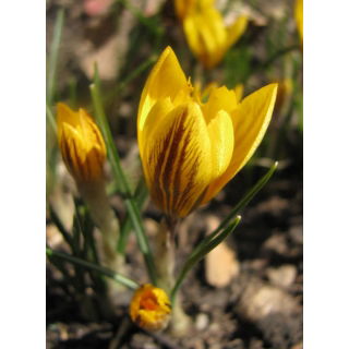 Krokus Fuscotinctus - 10 szt.