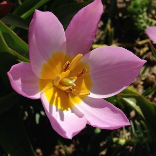 Tulipan Saxatilis