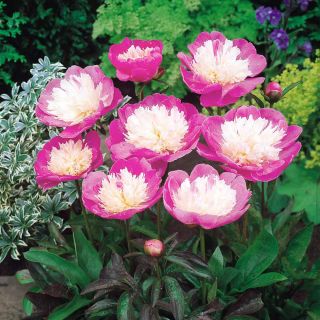 Piwonia, Paeonia - Bowl of Beauty - sadzonka