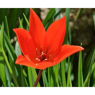 Tulipan Van Tubergen's Variety