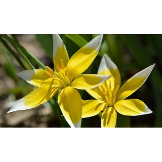 Tulipan Tarda