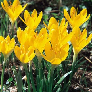 Sternbergia - Żółty zimowit - 1 szt.