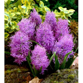 Szafirek pierzasty - Muscari Plumosum - 5 szt.