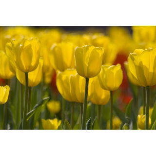 Tulipan żółty - Yellow - duża paczka! - 50 szt.