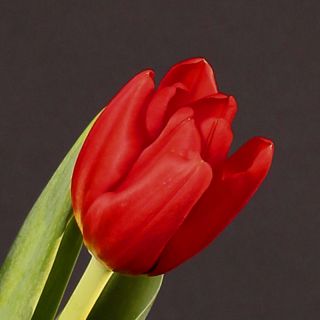 Tulipan Bastogne - opak. 5 szt.