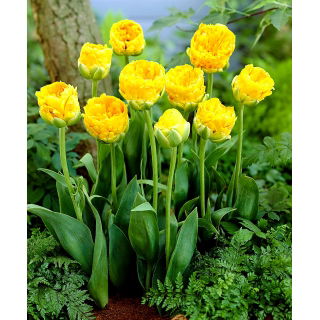Tulipan lodowy - Beauty of Apeldorn - 5 szt.