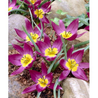 Tulipan botaniczny - Eastern Star - 5 szt.