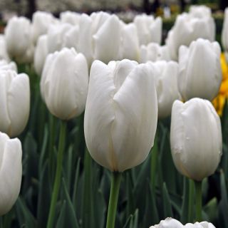 Tulipan Hakuun - 5 szt.