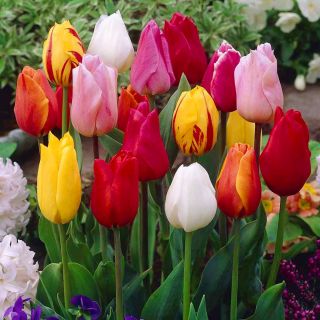 Tulipan Mix - opak. 5 szt.