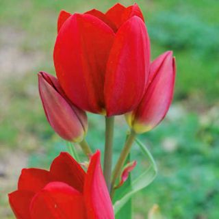 Tulipan Red Georgette - opak. 5 szt.