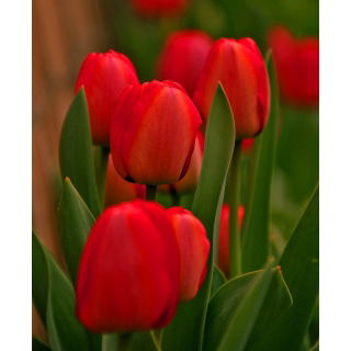 Tulipan czerwony - Red - 5 szt.