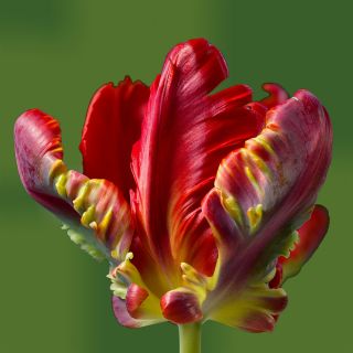 Tulipan Rococo - opak. 5 szt.