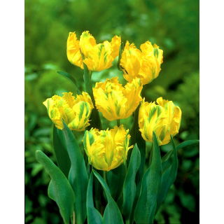 Tulipan papuzi - Texas Gold - 5 szt.