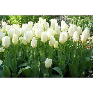 Tulipan niski - White Purissima - 5 szt.