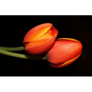 Tulipan pomarańczowy - Orange - duża paczka! - 50 szt.