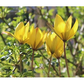 Tulipan Urumiensis