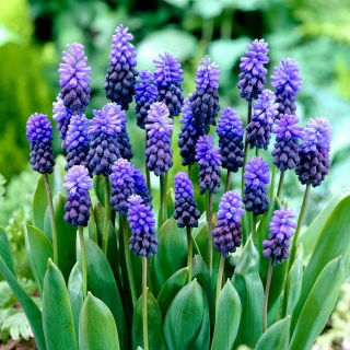Szafirek szerokolistny - Muscari latifolium op. 10 szt.