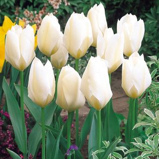 Tulipan niski - White Purissima - 5 szt.