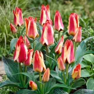 Tulipan Sylvia Warder - opak. 5 szt.