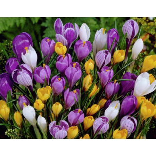 Zestaw 10 - Krokus wielkokwiatowy - mieszanka najlepszych odmian - 100 szt. + 10 szt. GRATIS