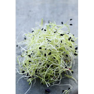 Nasiona na kiełki - Por