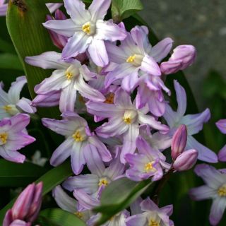 Śnieżnik Chionodoxa forbesii Pink Giant - op. 10 szt.