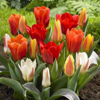 Tulipan botaniczny - niski - mix kolorów - 5 szt.