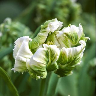 Tulipan Super Parrot - op. 5 szt.