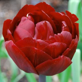 Tulipan Uncle Tom - opak. 5 szt.