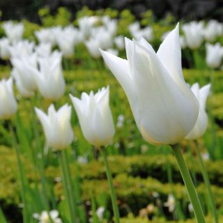 Tulipan White Wings - opak. 5 szt.