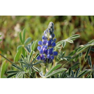 Łubin wąskolistny słodki na poplon - 1000 gram