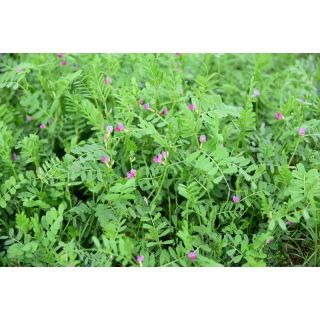 Wyka jara na poplon - 1000 gram