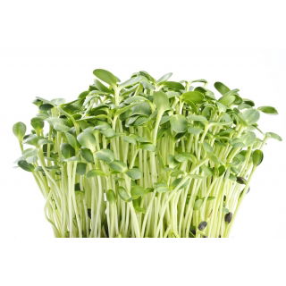 BIO Nasiona na kiełki - Słonecznik - Certyfikowane nasiona ekologiczne