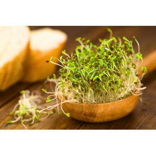 BIO Nasiona na kiełki - Lucerna - Certyfikowane nasiona ekologiczne