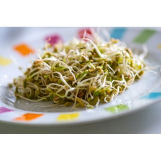 BIO Nasiona na kiełki - Soczewica - Certyfikowane nasiona ekologiczne