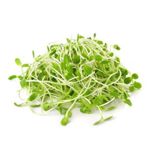 BIO Nasiona na kiełki - Słonecznik - Certyfikowane nasiona ekologiczne