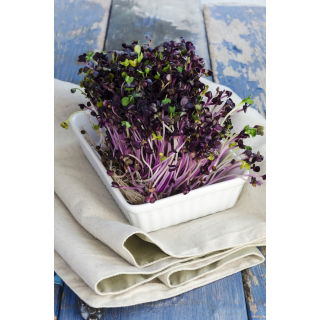 Nasiona na kiełki - Kalarepa czerwona