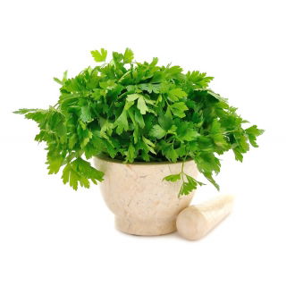 Domowy ogródek - Pietruszka naciowa - mieszanka odmian do uprawy w domu i na balkonie