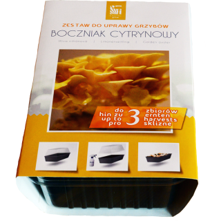 Boczniak cytrynowy - kompletny zestaw z miniszklarenką do uprawy w domu - 3 l