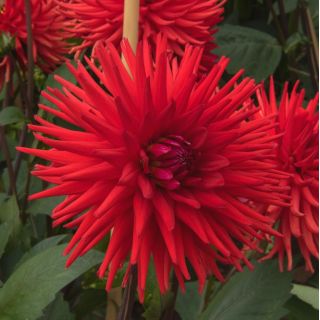 Dalia kaktusowa czerwona - Dahlia cactus Red