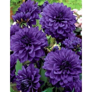 Dalia niebieska - Dahlia Blue