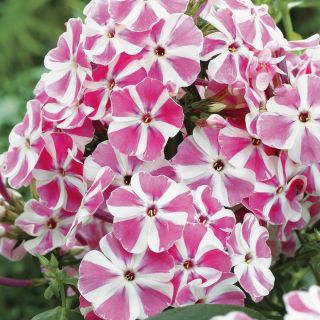 Floks (Phlox) - Płomyk wiechowaty - Peppermint Twist - 1 szt.