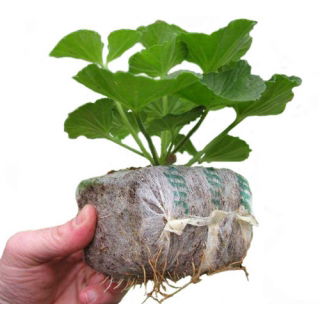 Pęczniejąca doniczka torfowa - GrowBlock - 50x50 mm - 20 szt.